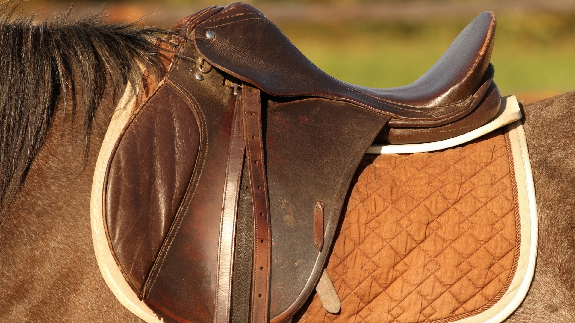 Silla de montar inglesa en cuero cognac sobre caballo al atardecer